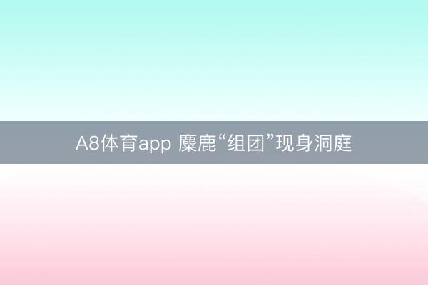 A8体育app 麋鹿“组团”现身洞庭