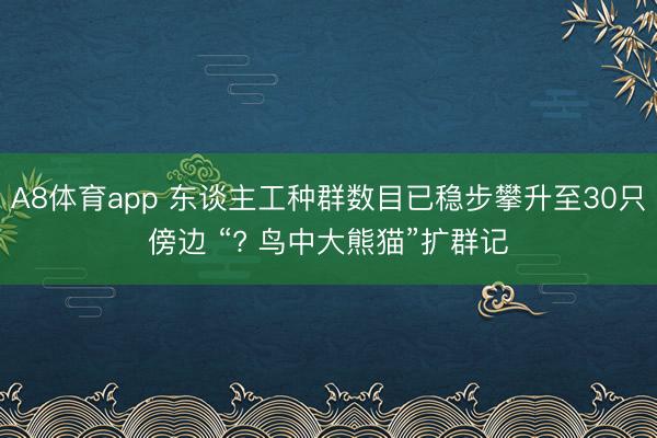 A8体育app 东谈主工种群数目已稳步攀升至30只傍边 “? 鸟中大熊猫”扩群记